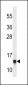 RPS23 Antibody (N-term)